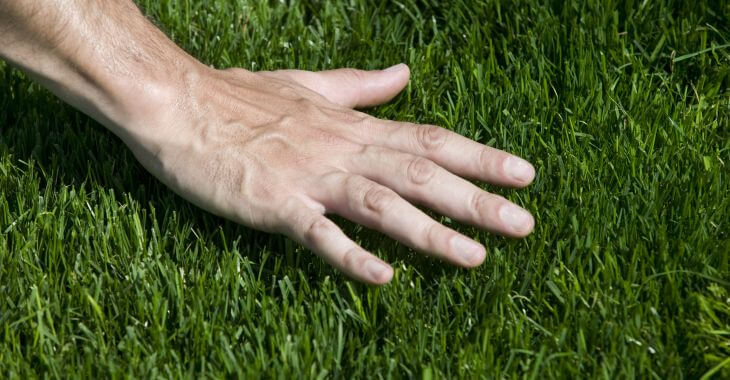 A hand of a man touching fresh lush grass