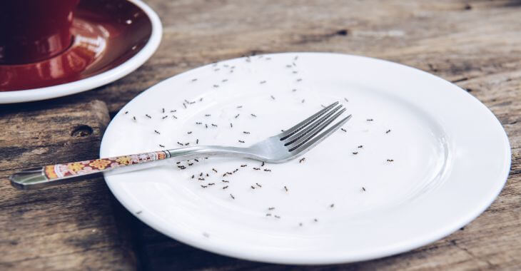 ants invading an empty plate left on the kitchen table