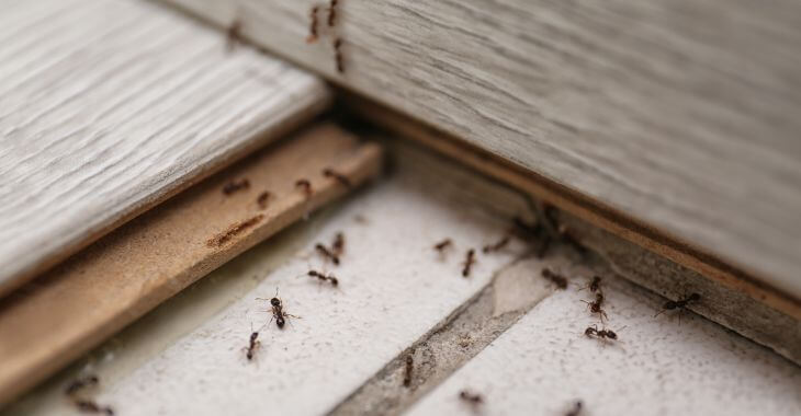 ants invading patio and home