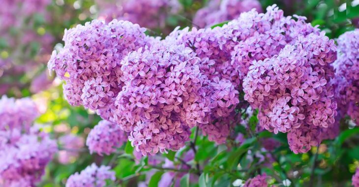 blooming lilac bushes