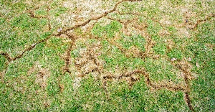 lawn damaged by vole