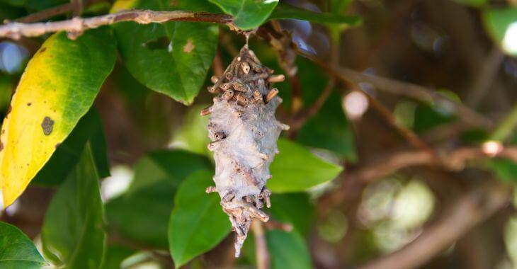 bagworm on a tree