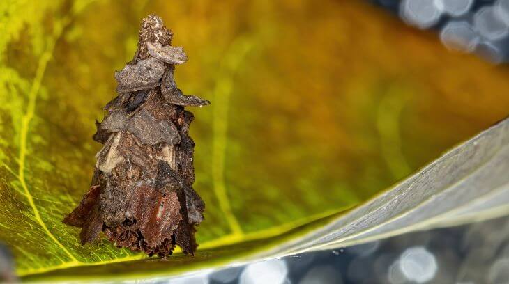 a bagworm on a tree leaf