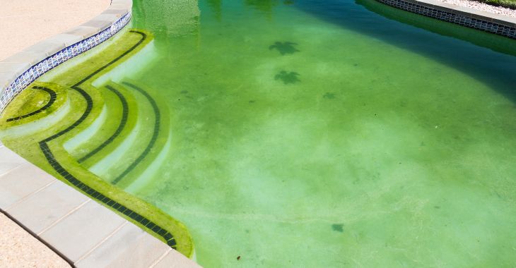 Backyard swimming pool with yellowish water contaminated by mustard or yellow algae