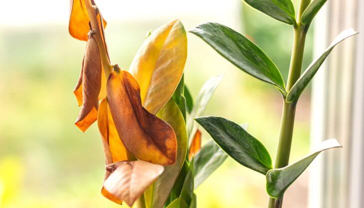 a health and a damaged by overwatering  zamioculcas plants