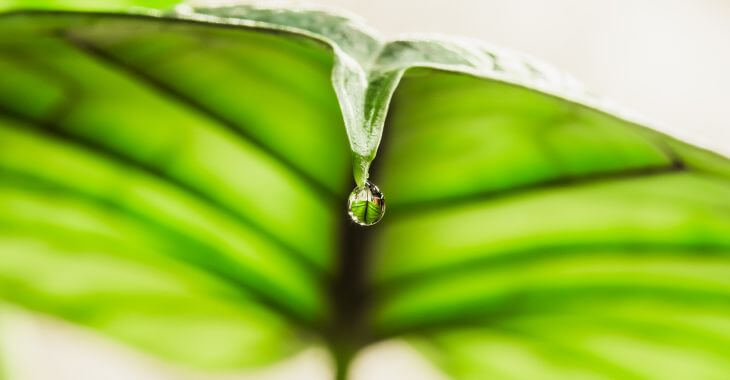 a droplet of water coming down a green leaf