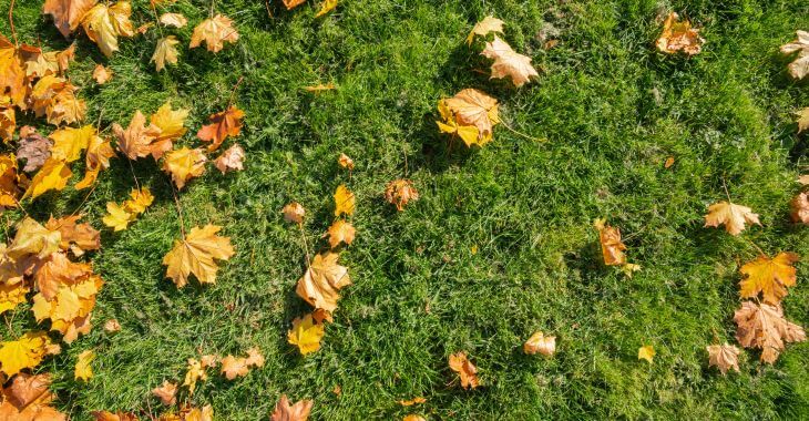 Leaves on the fall lush lawn