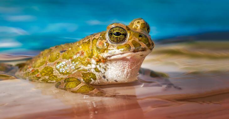 A frog sitting on the edge of a yard pool