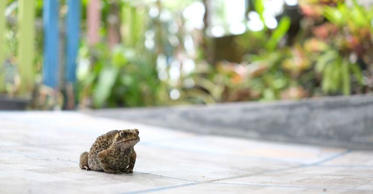 Common toad on the patio of a house