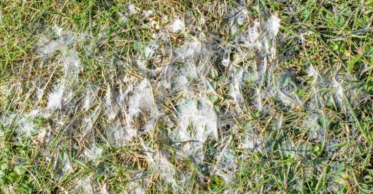 Snow Mold Fungus on Grass