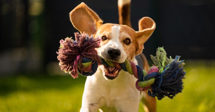 A puppy playing on the garden lawn