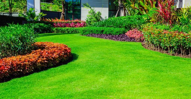 Manicured restored lawn in the home yard 