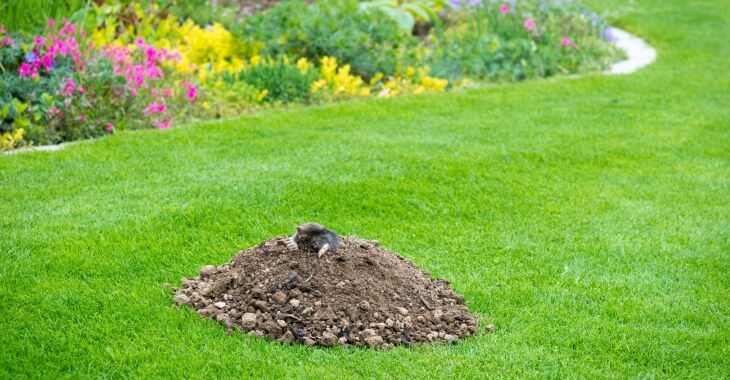 Mole damage to lawn