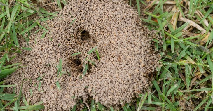 Little dirt mounds in lawn